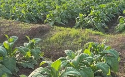 CCTE7烟叶种植技术要点有哪些？