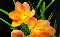 香雪兰哪个品种最香？