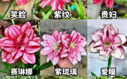 朱顶红品种有哪些？图片名称如何对应？