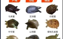 甲鱼品种到底有多少？
