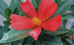 茶花叶子好看的品种有哪些？