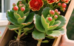 长寿花开花最大品种是哪个？