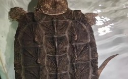 鳄龟有温顺的品种吗？