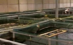 大棚鳝鱼养殖技术视频