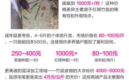 竹鼠种苗批发价多少？