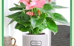 一帆风顺是哪种花的品种？