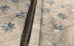 2025福建水律蛇价格会涨还是跌？