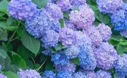 绣球花最常见品种有哪些？