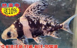 河北胭脂鱼苗养殖技术中，关键培育难点与成活率提升策略是什么？