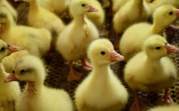 雏雁鹅养殖技术视频，新手能学会吗？