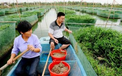 大棚养鳝鱼换水，关键技术是什么？