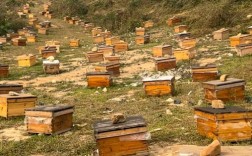 云南马蜂养殖技术视频怎么学？