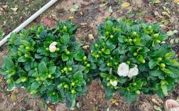 大叶栀子花到底有几个品种？