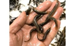 优质台湾泥鳅养殖技术有哪些关键要点？