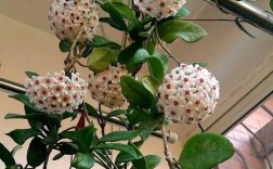 球兰花有哪些常见品种？