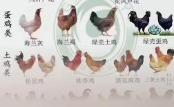 散养鸡苗选什么品种好？