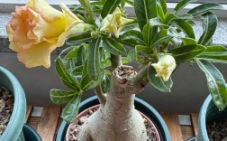 沙漠玫瑰哪个品种最好？