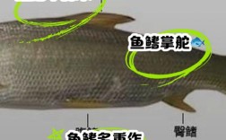 淡水鳍鱼养殖技术要点有哪些？