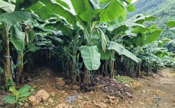 香蕉种植技术有哪些关键要点？