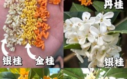 什么桂花品种最贵？
