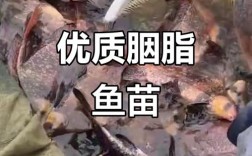 云南胭脂鱼苗养殖技术要点有哪些？