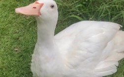 白色鸭子品种有哪些？