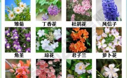 常见花卉品种有哪些？附图片解析。