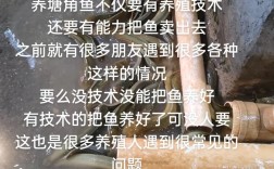 猪粪便如何安全养殖塘角鱼？