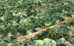 金种惠农甘蓝F1品种有何优势？