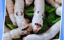 桑蚕养殖管理技术有哪些关键要点？