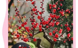 盆栽梅花选哪种品种合适？