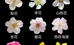 如何快速区分海棠花品种？