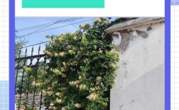 金银花繁植技术有哪些关键要点？