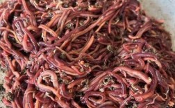 大平二号蚯蚓养殖技术要点有哪些？