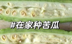 露地苦瓜怎么种？关键技术图解来了！