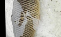 鲤鱼一斤多少钱？