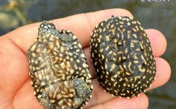 2025年斑点池价格