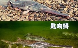 2025匙吻鲟养殖技术有哪些新突破？