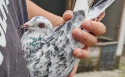 贵州肉鸽价格2025