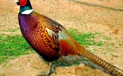 山林养鸡选啥品种好？