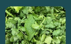 香菜夏天大棚种植如何高产？