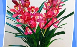 美国兰花养殖技术要点有哪些？