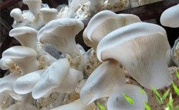 反季节白灵菇栽培新技术难点在哪？