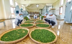 茶叶种植技术典型案例有哪些？