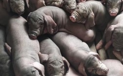 陕西散养选啥猪品种好？