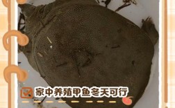 冬季甲鱼养殖技术要点有哪些？