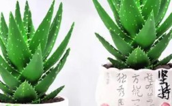 不夜城芦荟属什么品种