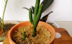 光棍树秋季扦插，成活率关键在哪些细节？