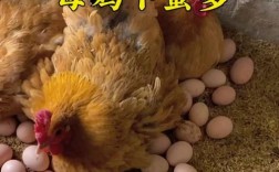 什么品种的母鸡下蛋最大？