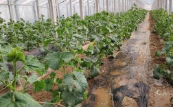 早春冷棚冬瓜种植技术